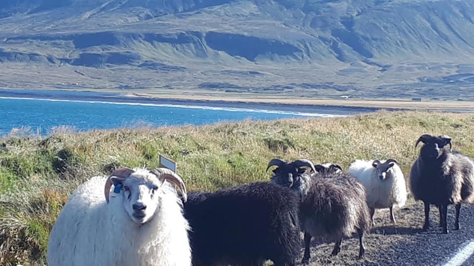 Ólafsvík 自行车手天堂旅馆酒店 外观 照片